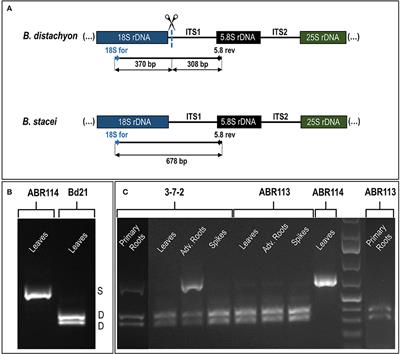 Corrigendum: To Be or Not to Be Expressed: The First Evidence of a Nucleolar Dominance Tissue-Specificity in Brachypodium hybridum